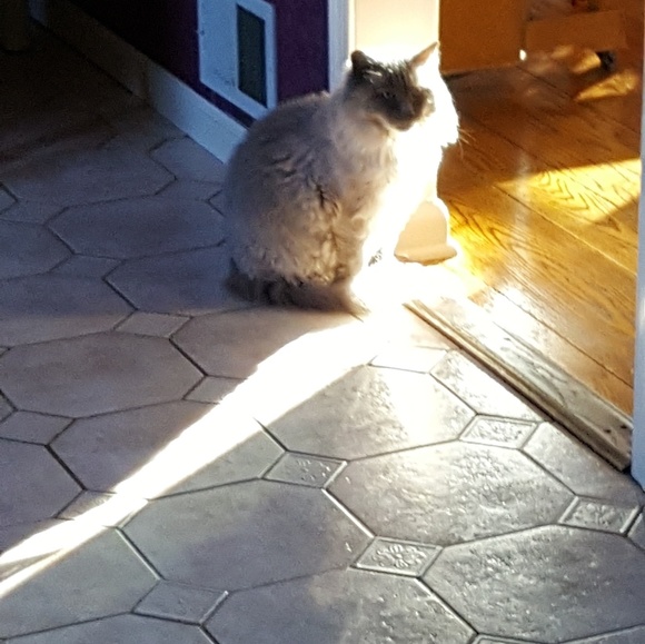 Meet your Posher Ambassador, Laurie 🐞 - Picture 3 of 8